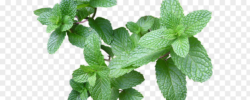 Mint Herb Health Ingredient Food PNG