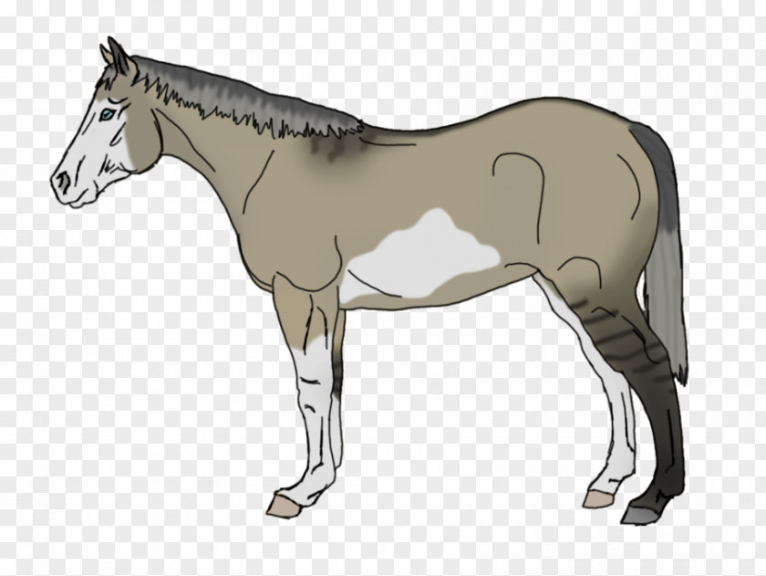 Mustang Mule Foal Stallion Mare Rein PNG