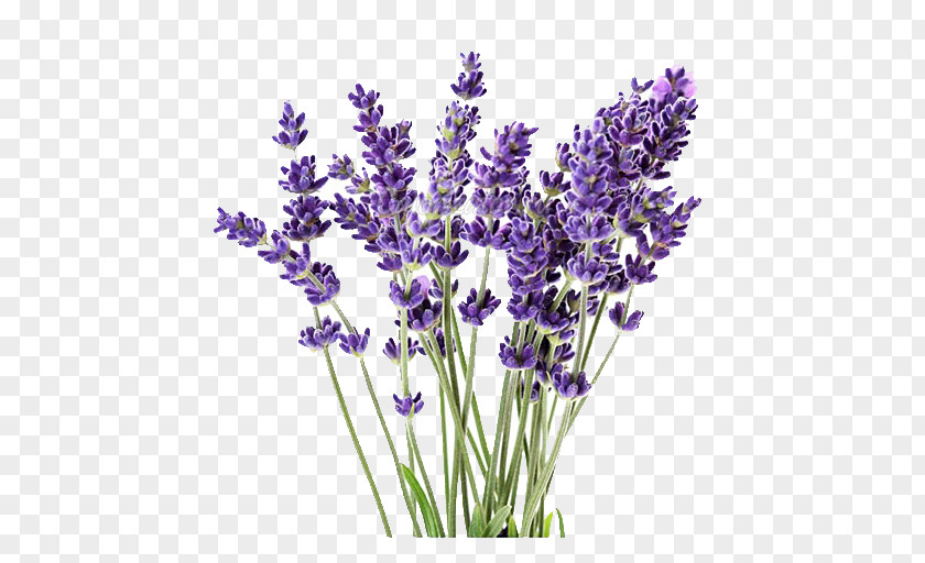 Plant English Lavender Lavandula Latifolia Oil French PNG
