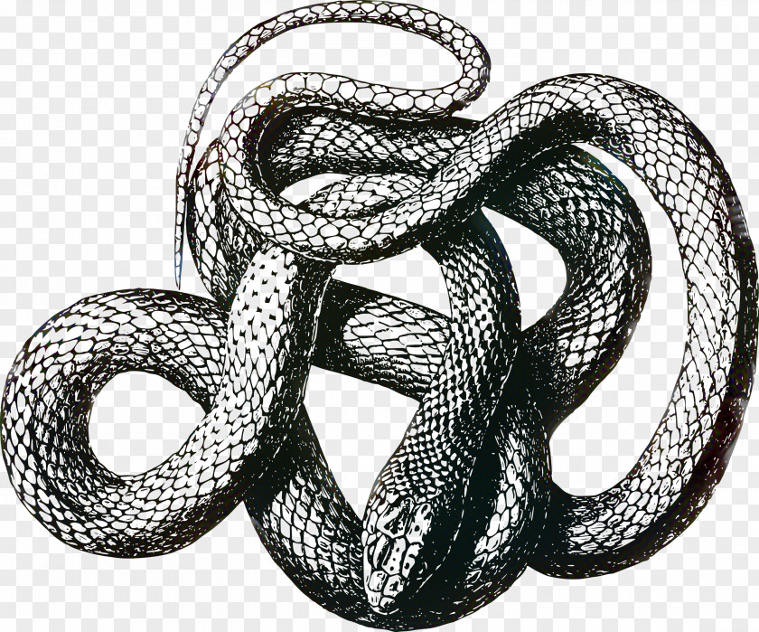 Snakes Vipers Black Rat Snake Reptile Drawing PNG