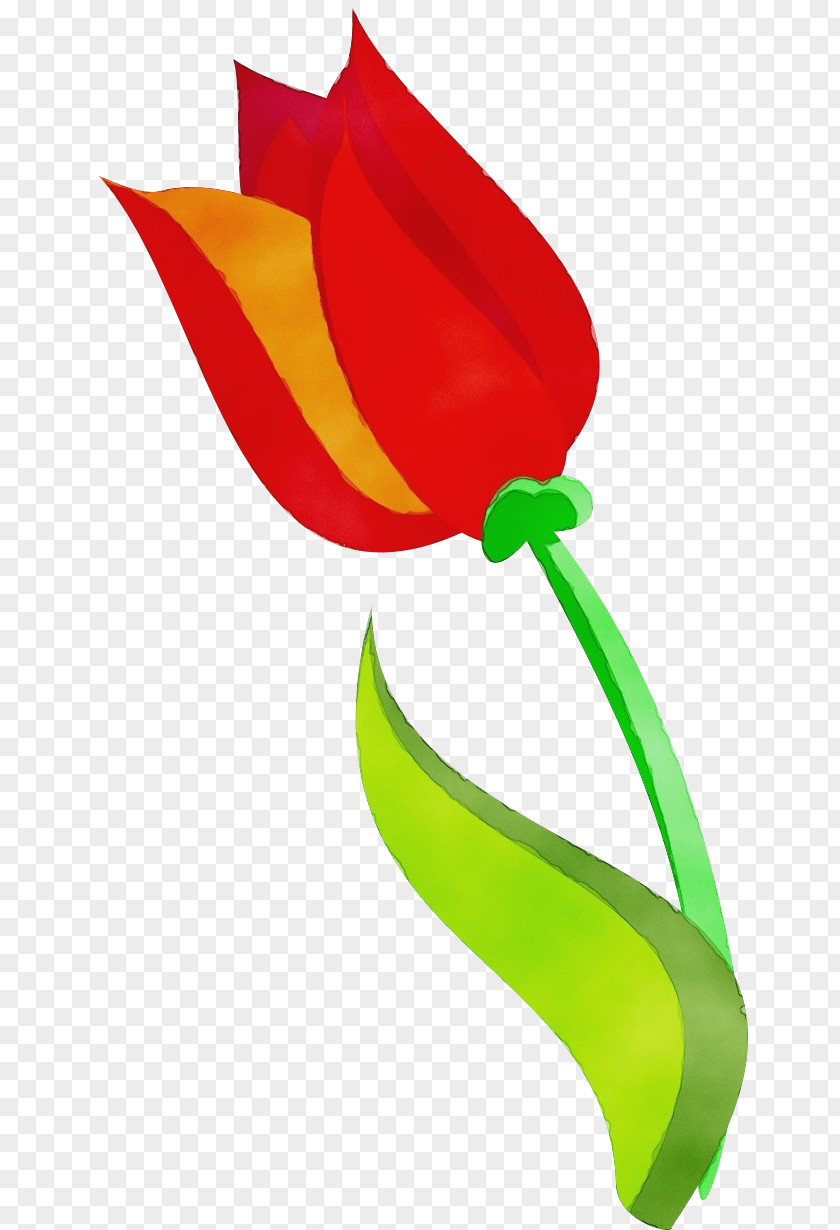 Tulip Plant Flower Petal PNG