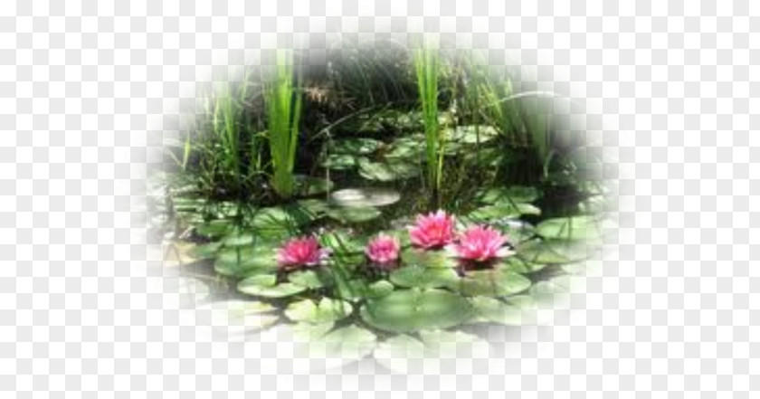 Water Lilies Floral Design Aquatic Plants Gardening Apples PNG