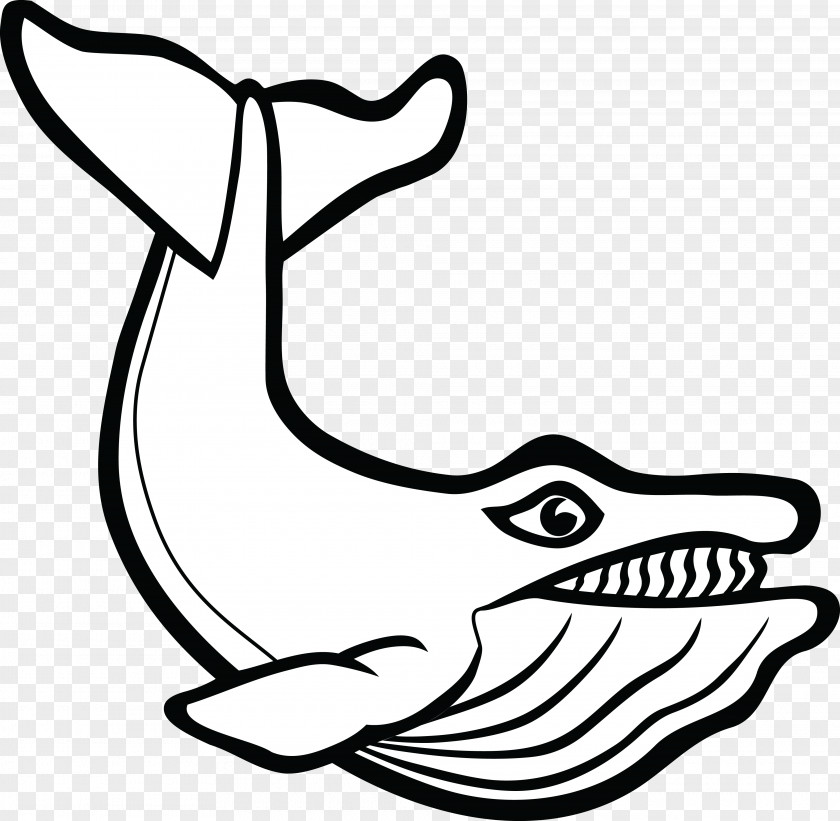 Whale Border Cetacea Mammal Beluga Porpoise Clip Art PNG