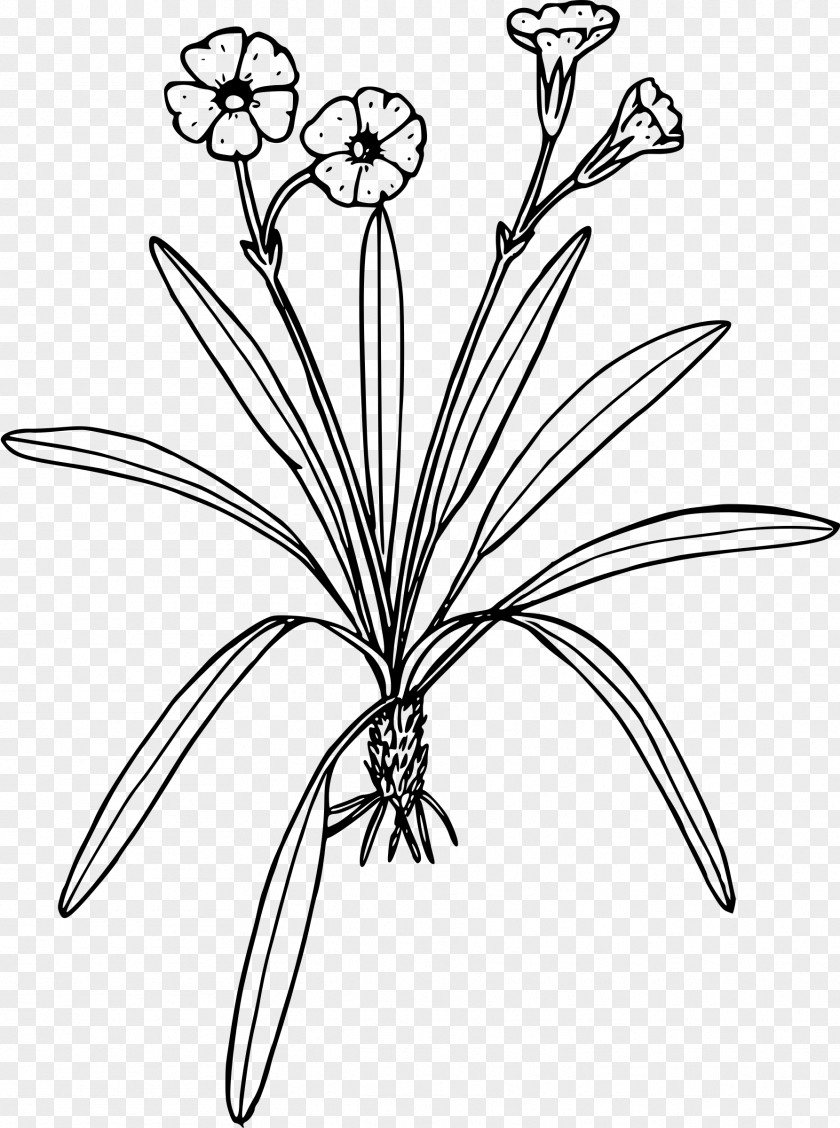 Antelope Drawing Black And White Clip Art PNG