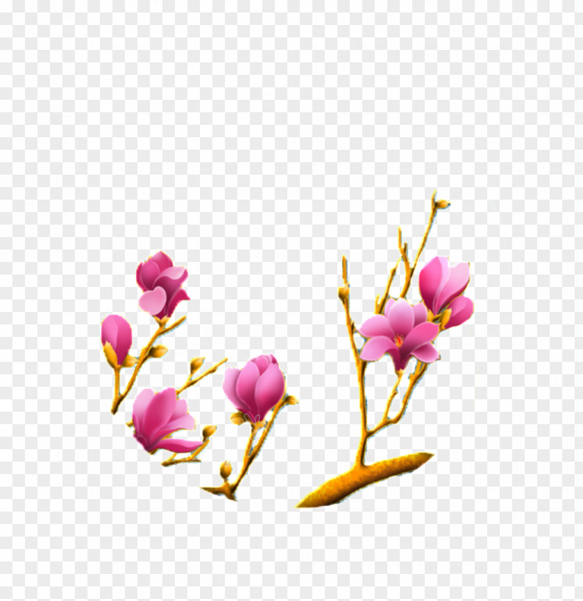 Blooming Pennant Vector Graphics Yulan Magnolia Liliiflora Chinese PNG