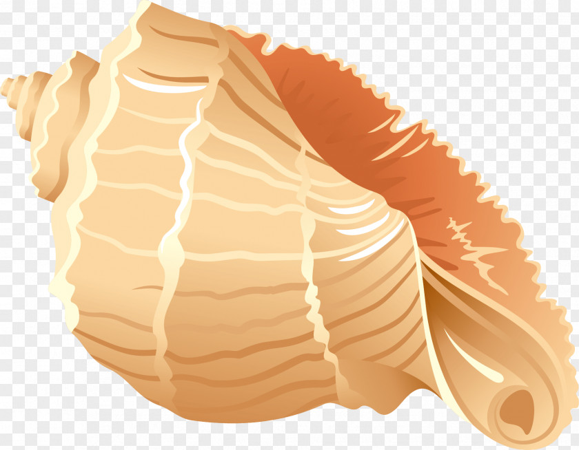 Conch Seashell PNG