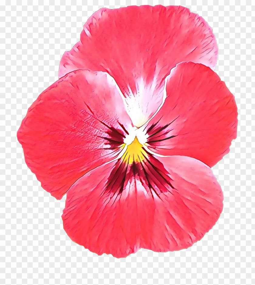 Flower Petal Plant Red Pansy PNG