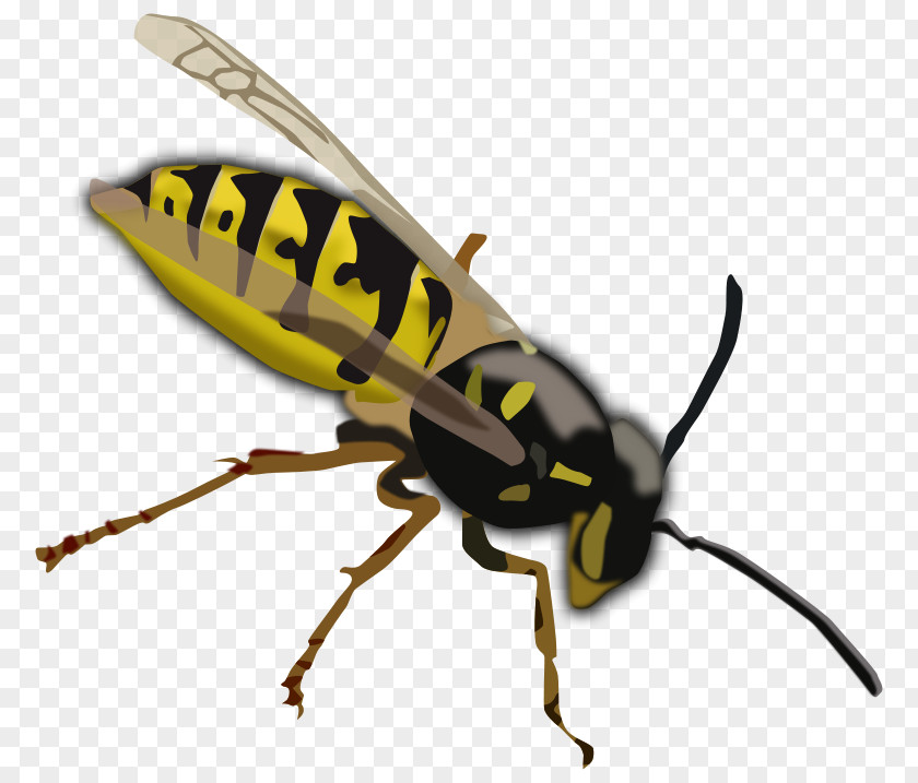 Hornet Clipart Bee Vespa Simillima Wasp Clip Art PNG