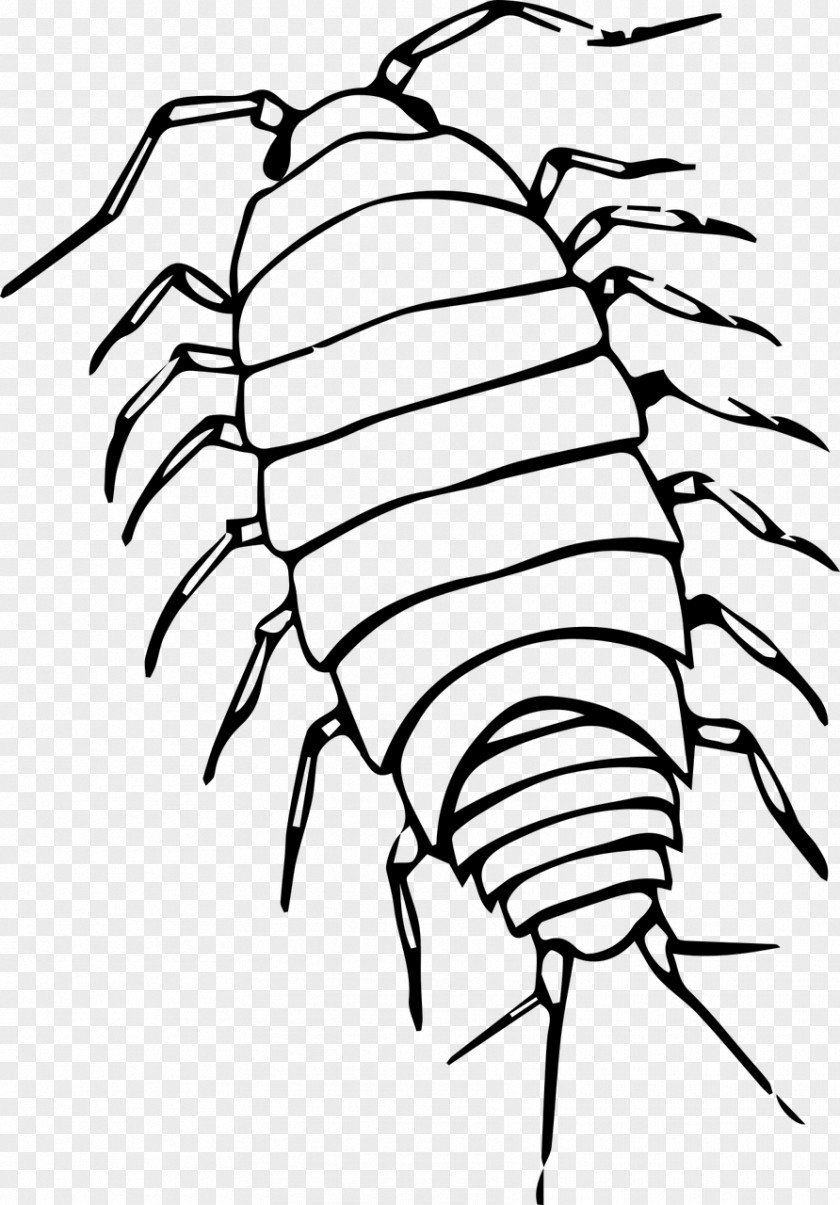 Insects Pill Bugs Drawing Roly-poly Clip Art PNG