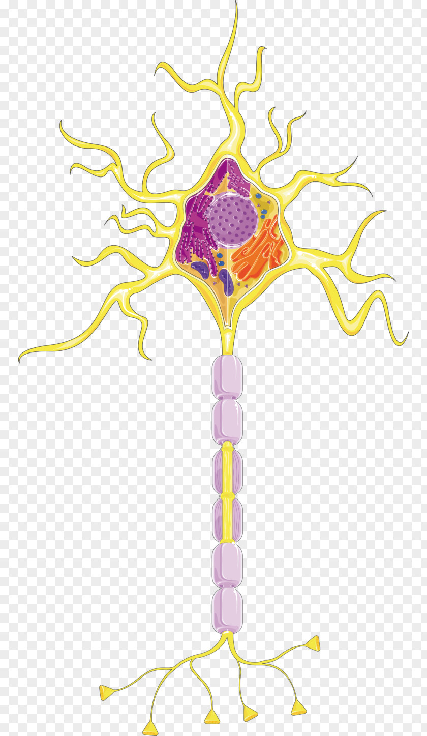 Neurons Neuron Cell Spinal Cord Neurotransmitter Nervous System PNG