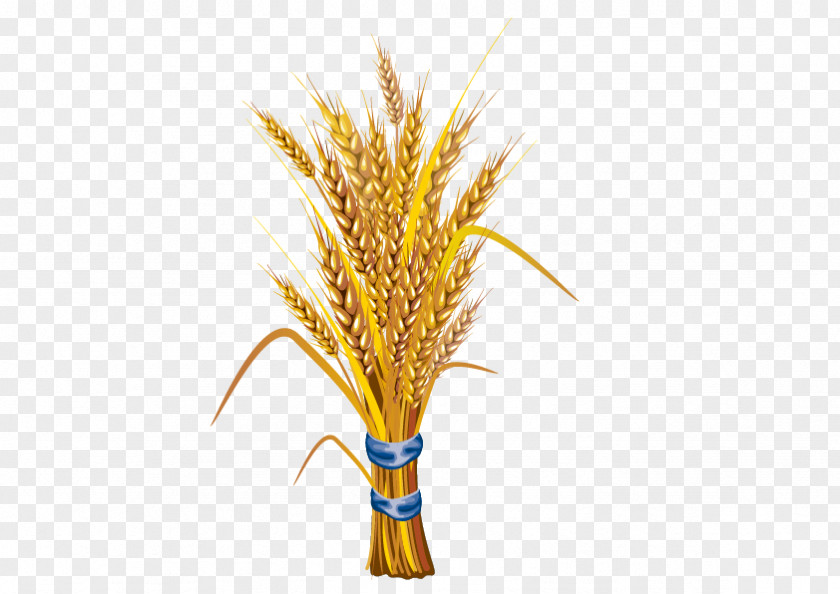 Vector Rice Wheat Stock Illustration PNG