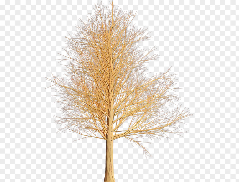 Woody Plant American Larch White Pine Tree Red Branch PNG
