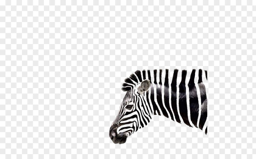 Art Zebra Head Shape Drawing PNG