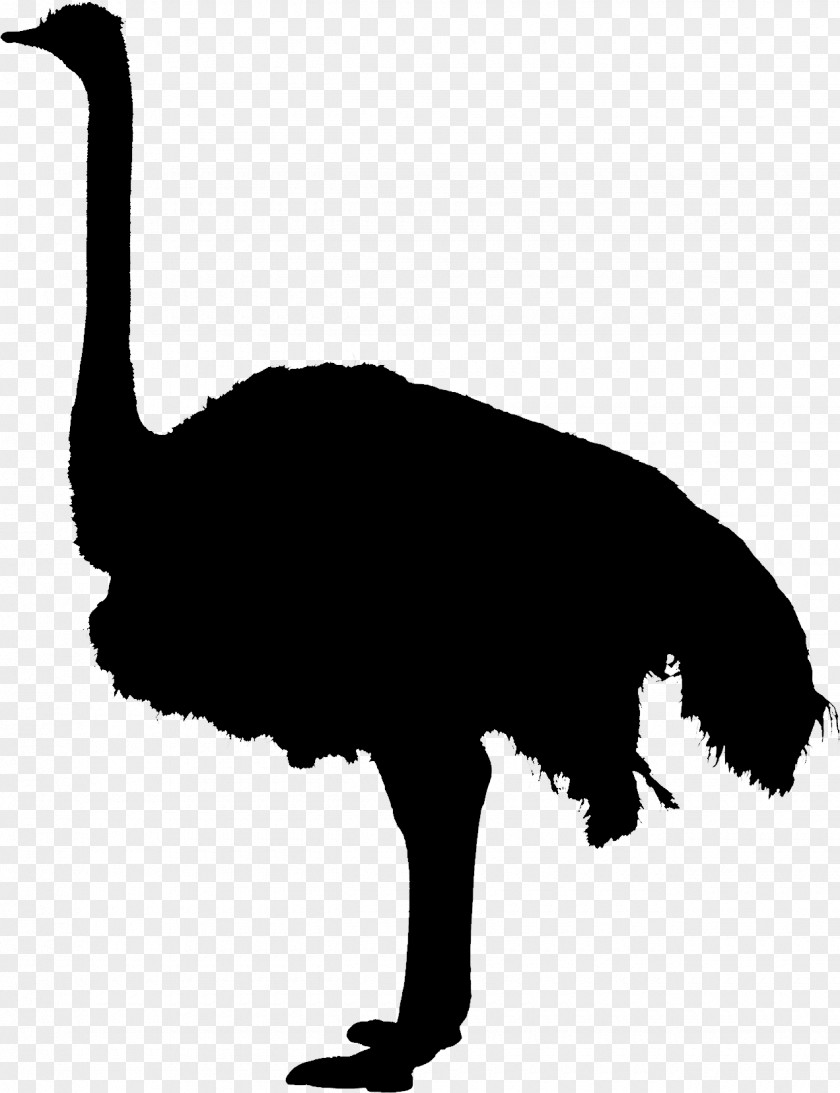 Clip Art Fauna Silhouette Beak PNG