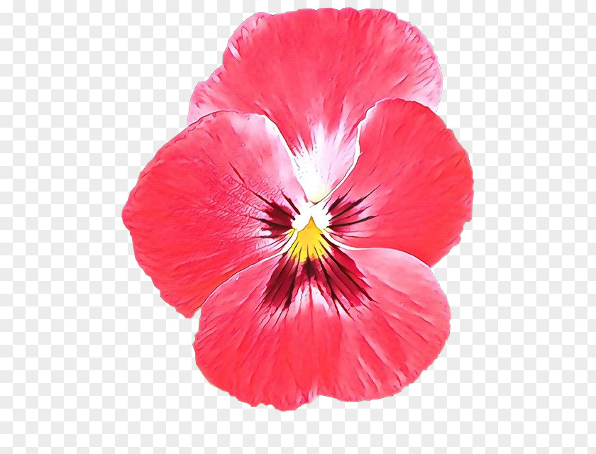 Flower Petal Plant Pansy Red PNG