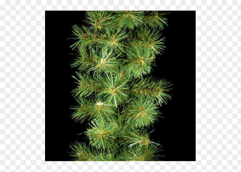 Garland Spruce Conifers Fir Evergreen PNG