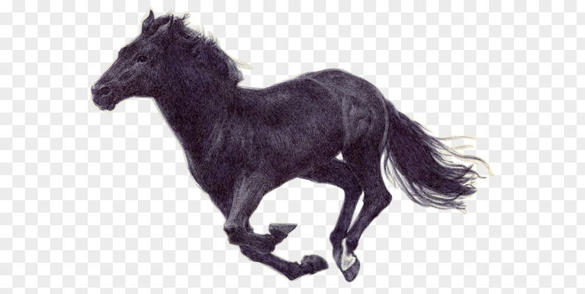 Horse Run Pony Mustang American Paint Mane Stallion PNG