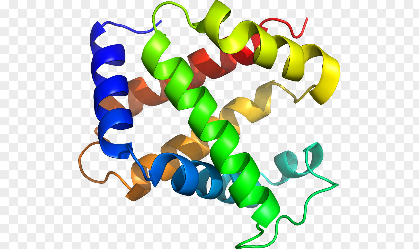 Line Organism Myoglobin Clip Art PNG