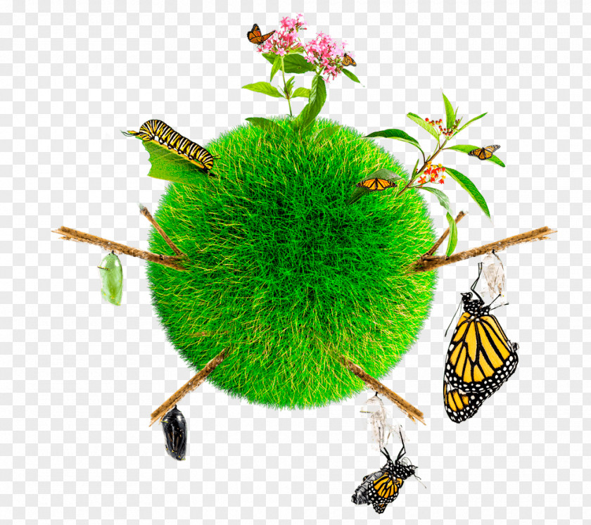 Monarch Butterfly Metamorphosis Insect Birth PNG butterfly Birth, clipart PNG