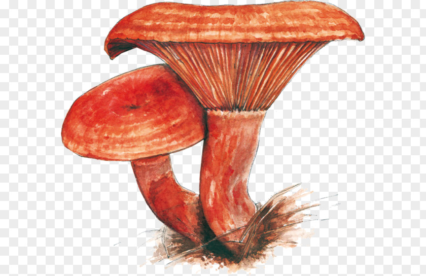 Mushroom Edible Medicinal Fungi Medicine PNG