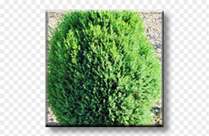 PARADİSE Arborvitae Evergreen Conifers Shrub Plant PNG