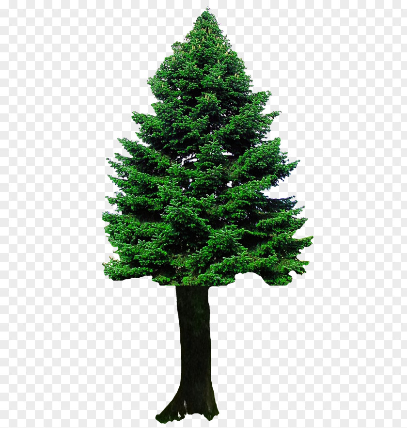 Pine Tree Christmas Clip Art PNG