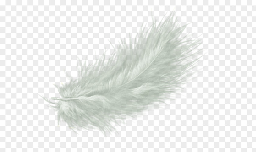 White Angel Feather Drawing Clip Art PNG