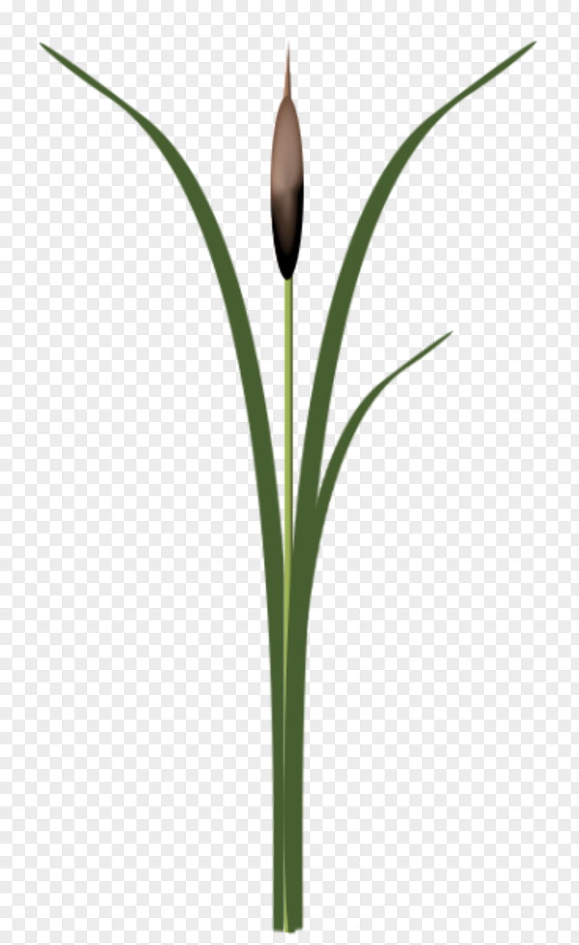 (2) Grasses Flower Plant Stem Family PNG