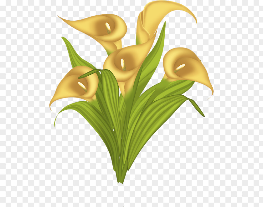 Calla Vector Image Drawing Graphics PNG