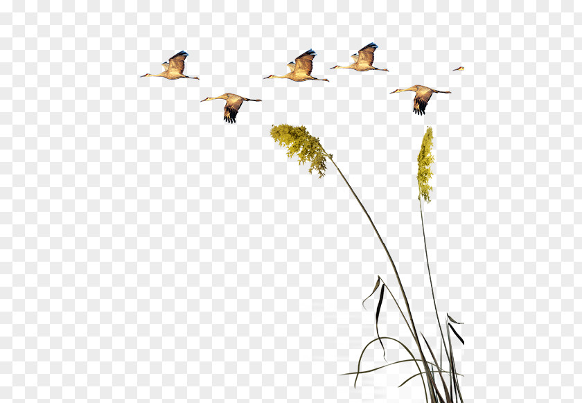 Dayan And Reeds Swan Goose Poster Nature PNG
