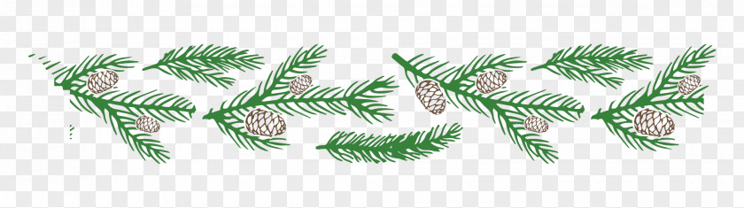 Fir Pine Family Tree Background PNG