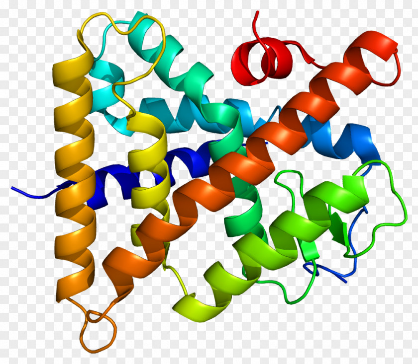 Hepatocyte Nuclear Factor 4 Gamma Factors Receptor Gene PNG