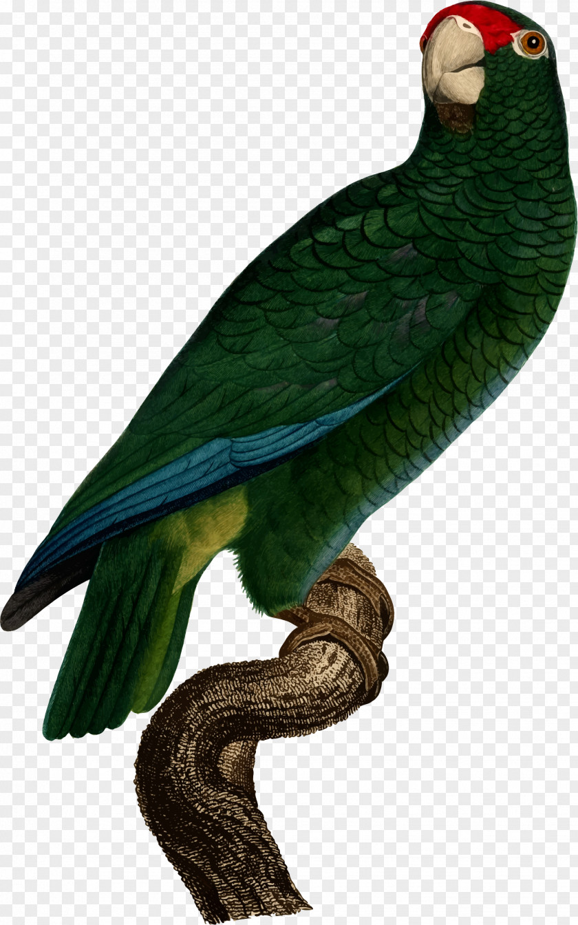 Parrot Parrots Bird Puerto Rican Amazon Superb PNG