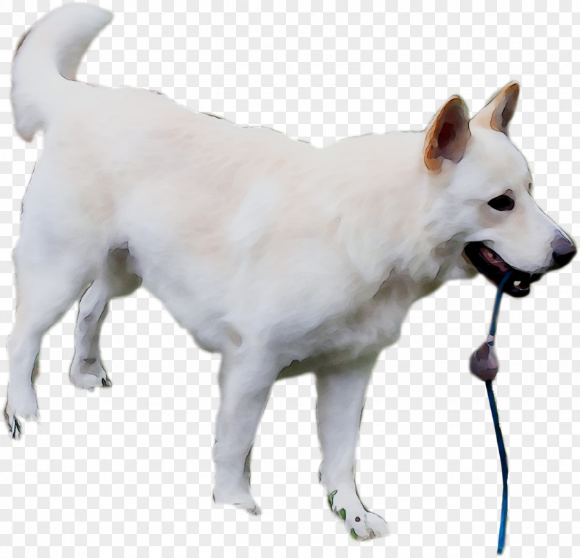 Pungsan Dog Canadian Eskimo Canaan Korean Jindo Kishu PNG