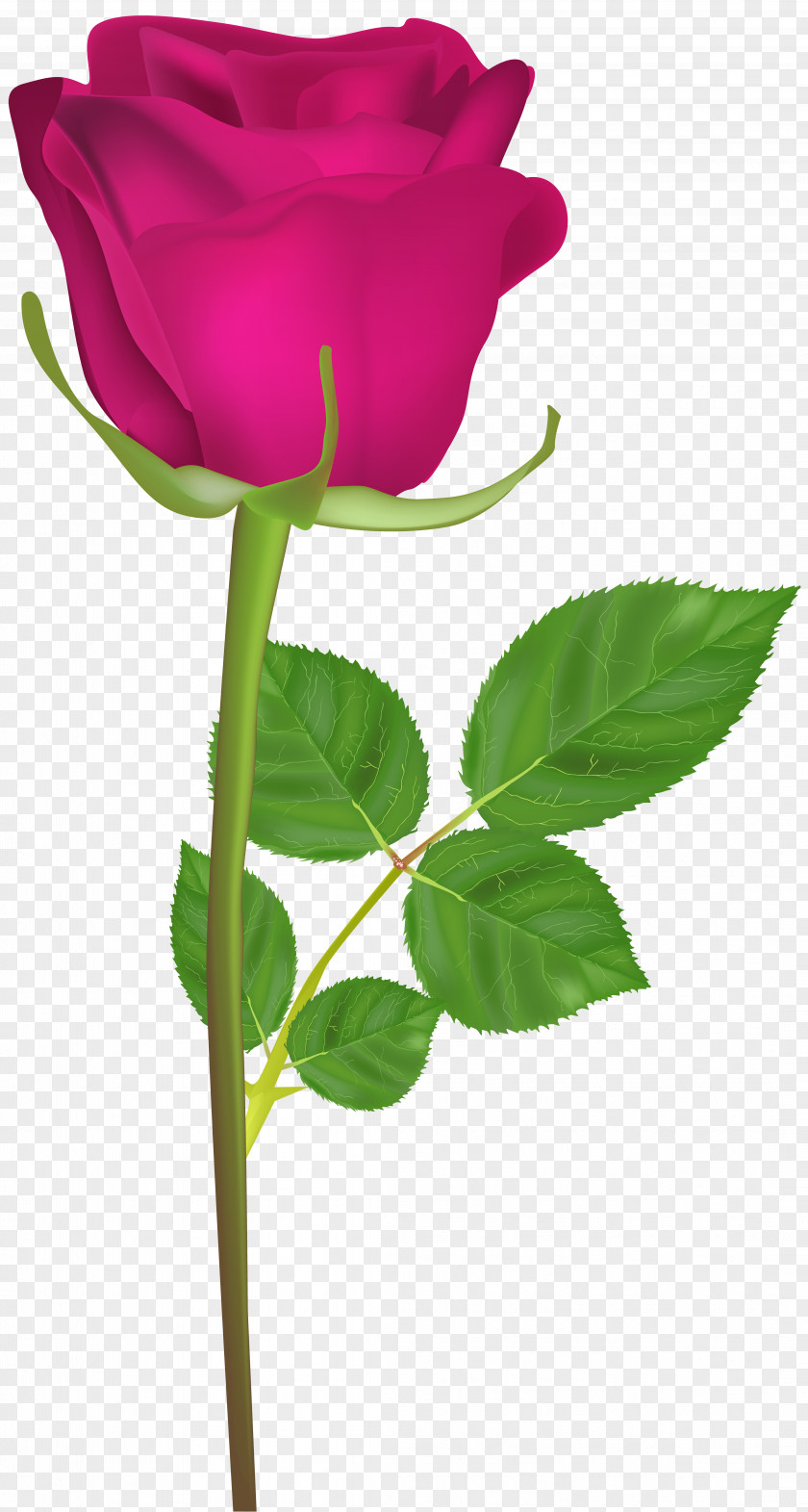 Rose With Stem Pink Clip Art Image PNG