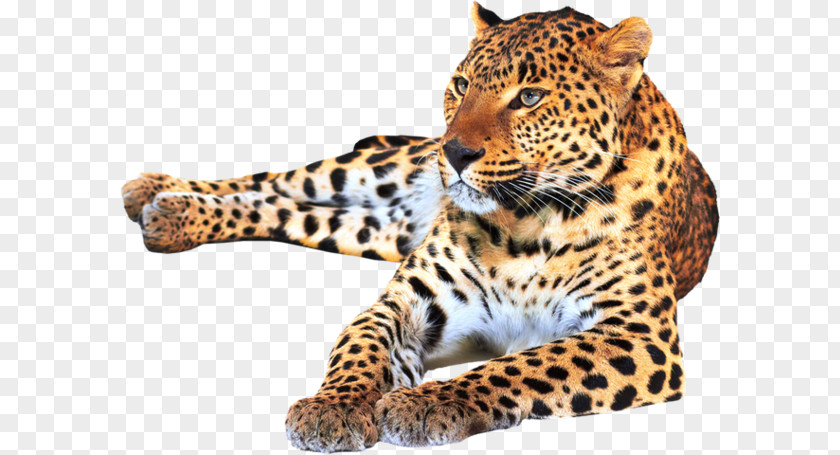 Jaguar Ocelot Leopard Capybara Cheetah PNG