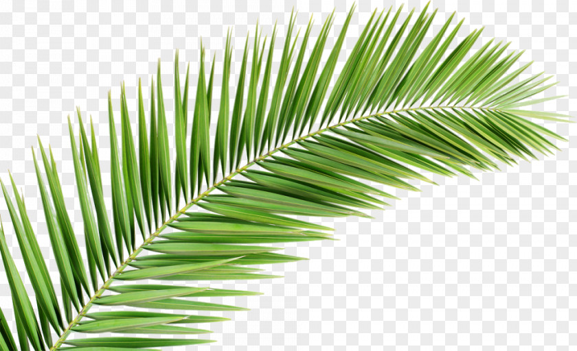 Leaf Palm Trees Palm-leaf Manuscript Clip Art Royalty-free PNG