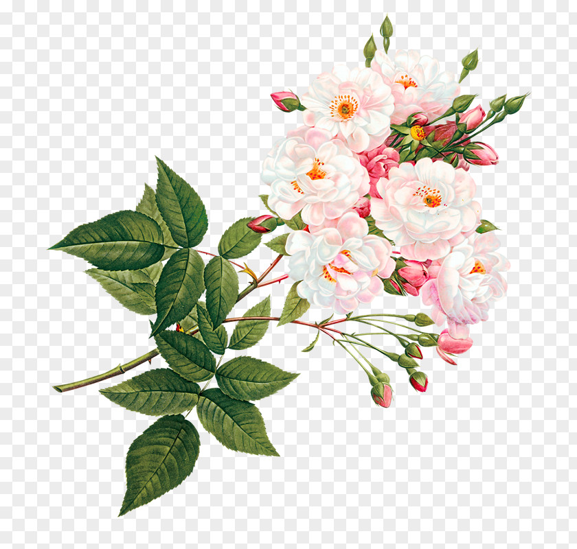 Pink And White Flowers PNG