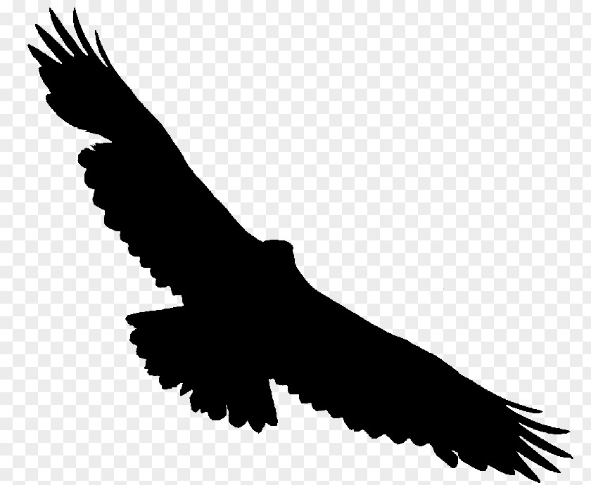 Bald Eagle Hawk Vulture Buzzard PNG