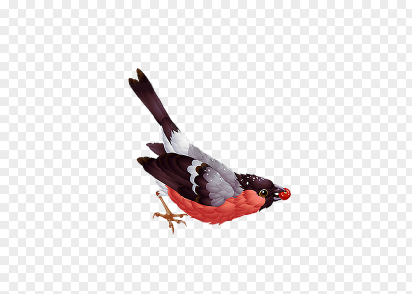 Bird Bullfinch Clip Art PNG