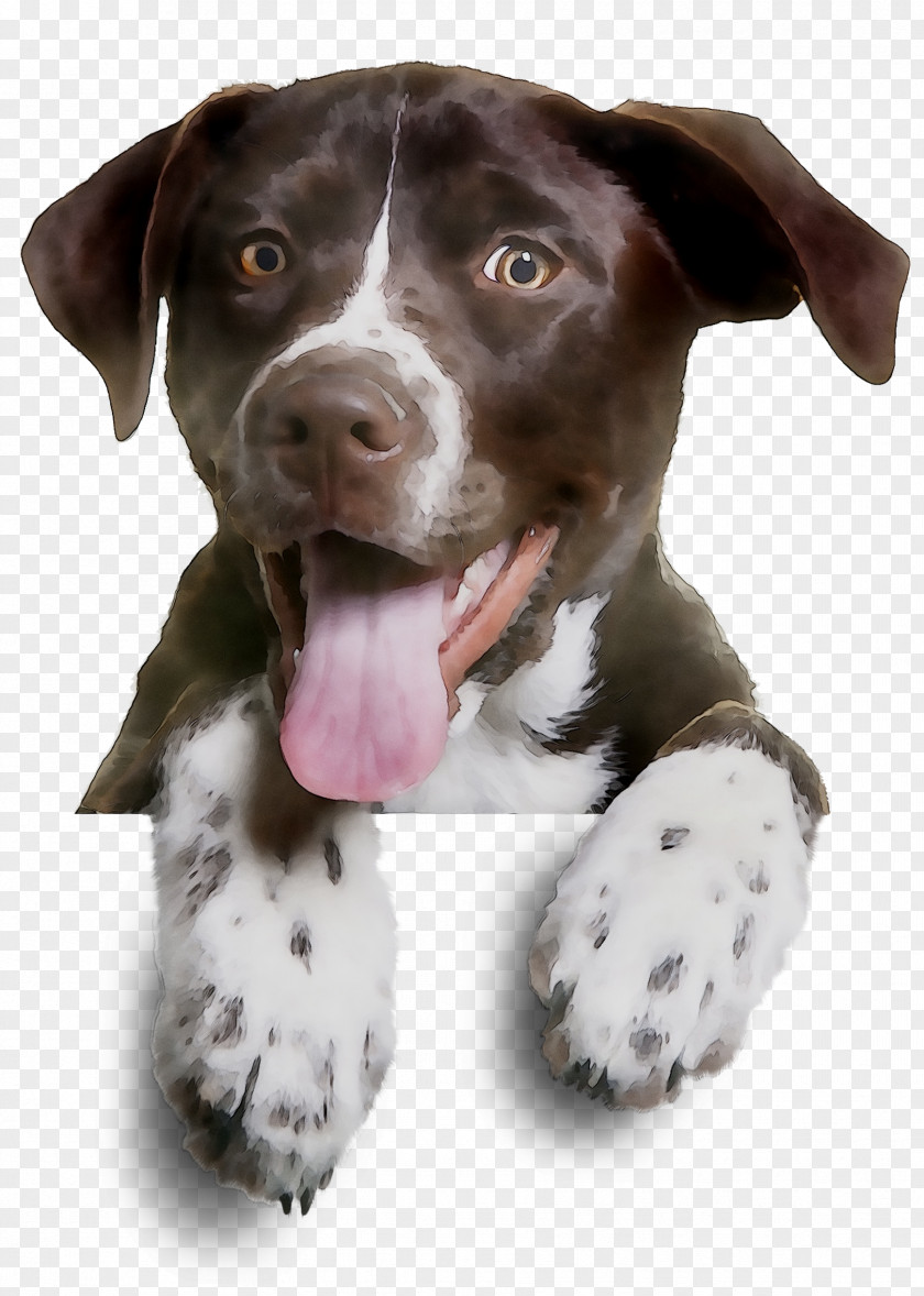 Dog Breed Clip Art German Shorthaired Pointer Wirehaired Training PNG