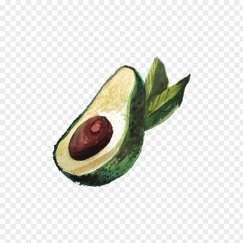 Drawing Avocado Cartoon PNG