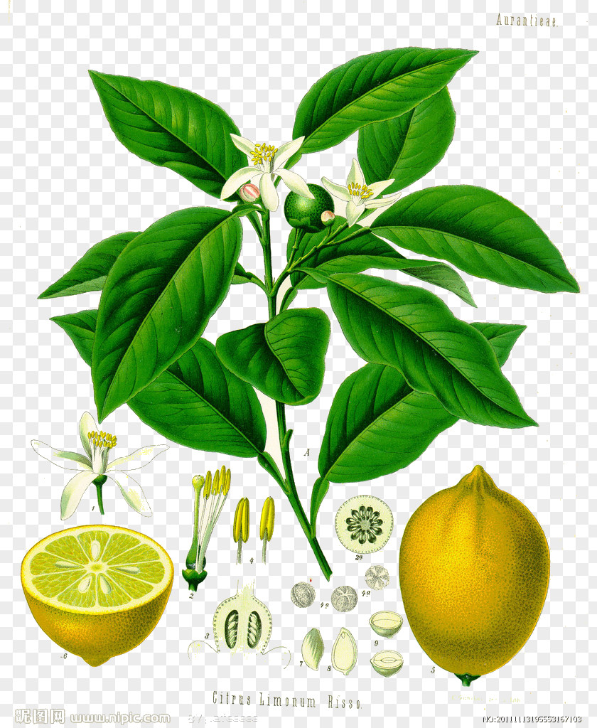 Lemon Leaf Picture Juice Ponderosa Citron Kxf6hlers Medicinal Plants PNG