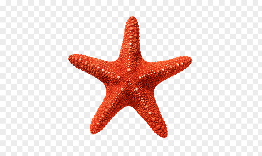 Starfish Linckia Red White Stock Photography PNG