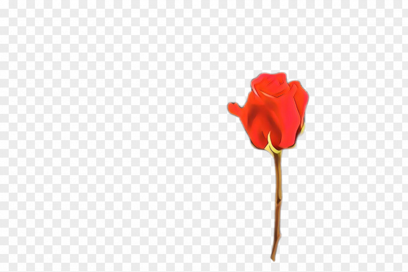 Tulip Closeup Rose PNG