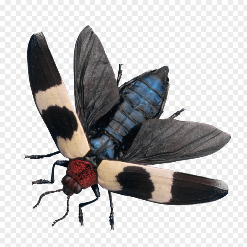 Backyard Digital Image Moth Clip Art PNG