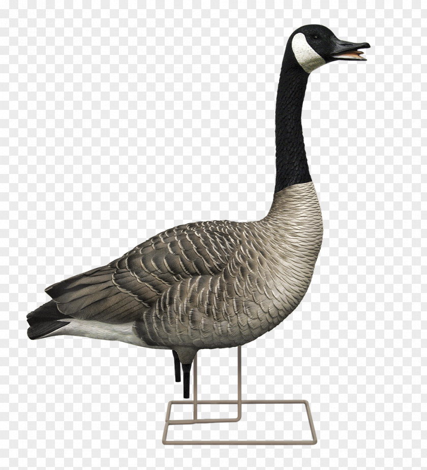 Goose Canada Decoy Hunting PNG