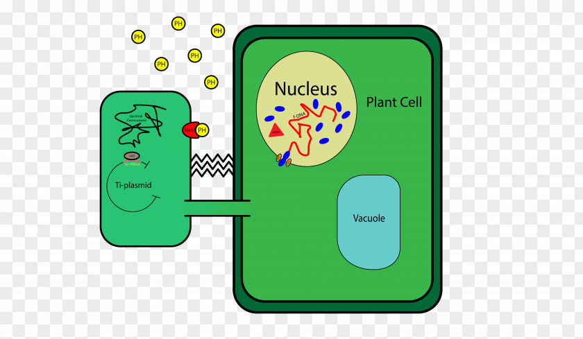 Plant Cell Wall DNA Ti Plasmid PNG