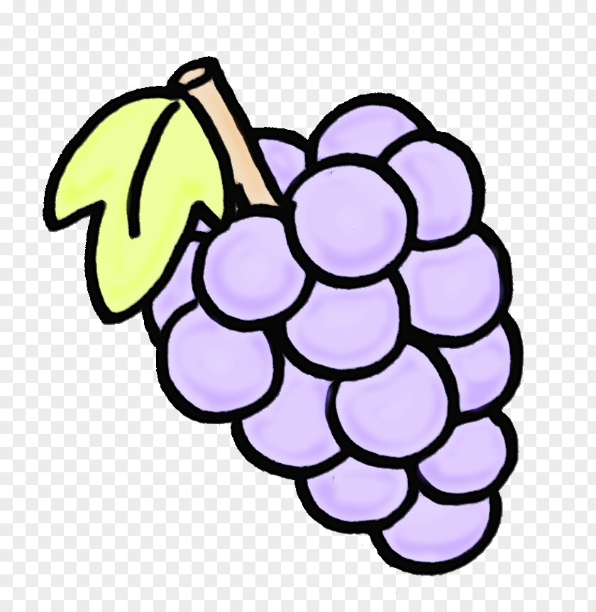 Vitis Plant Grape Grapevine Family Fruit Clip Art PNG