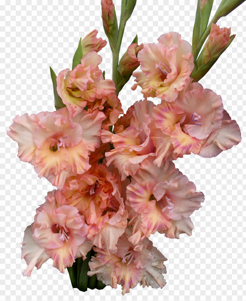Gladiolus Cut Flowers Flower Bouquet Plant Stem PNG